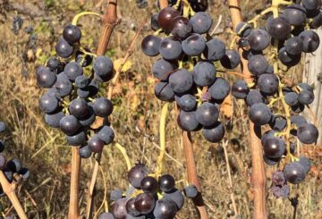 Terroir: Μιά μεθοδευμένη αγιοποίηση.