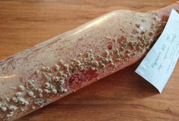 Foivos “47” Rose Aged Under Sea for 18 Months 2017